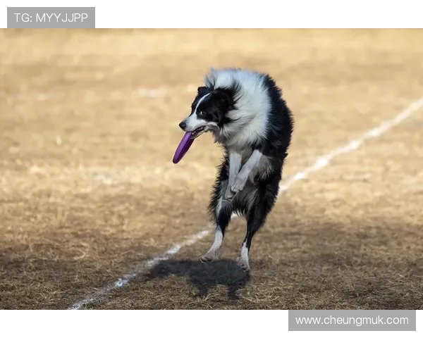北京飞盘队在阵地战中的表现分析与战术反思